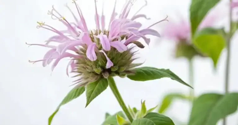 Le pouvoir indompté de la bergamote sauvage (Monarda fistulosa)