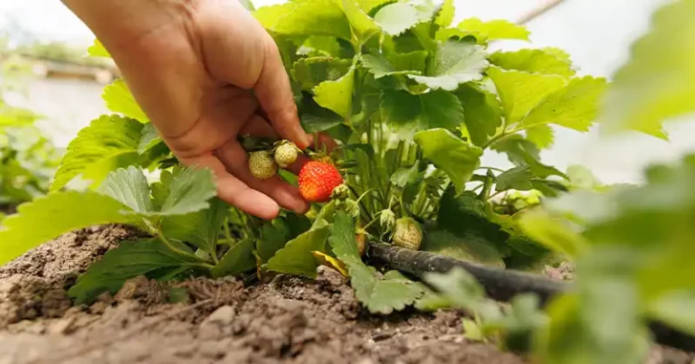 Comment cultiver des fraises à partir de fruits achetés sur le marché : 3 méthodes simples