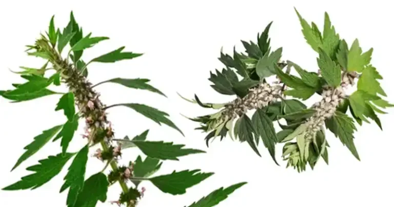 Agripaume commune (Leonurus cardiaca) : l’herbe réconfortante de la nature pour le cœur et l’esprit