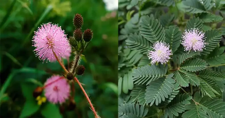 Le pouvoir caché du Mimosa Pudica : 30 bienfaits et utilisations maison