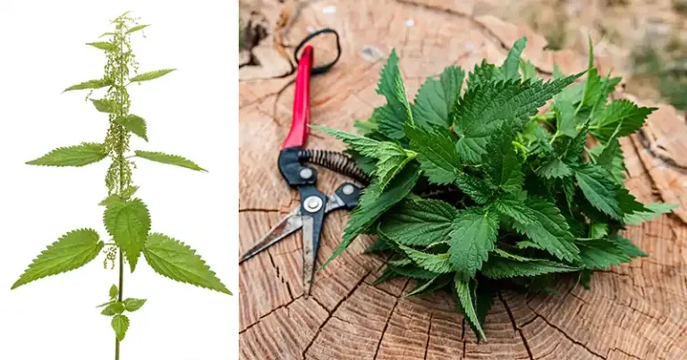 Le pouvoir de l’Urtica dioica : soulagement naturel des douleurs articulaires, de l’arthrite et de l’inflammation